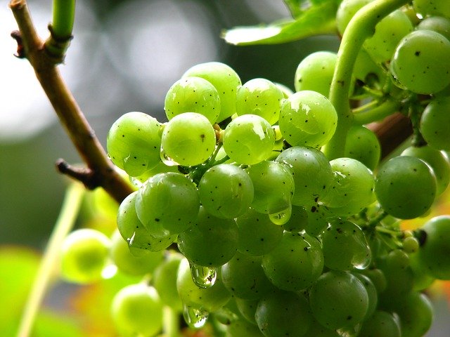 【初級編】ブドウの成長に必要な４つの要素